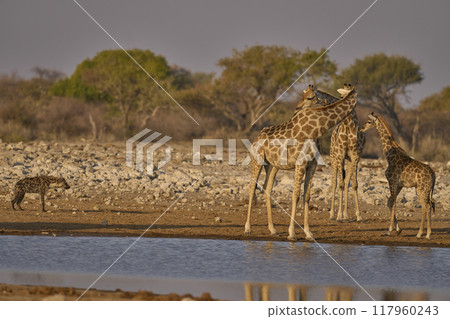 Giraffe and Spotted Hyaena Giraffe and Spotted Hyaena 117960243