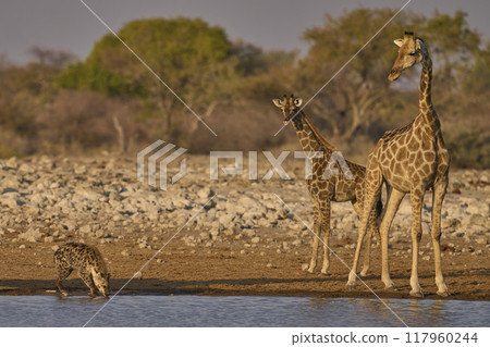 Giraffe and Spotted Hyaena 117960244