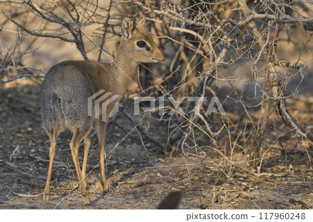Damara Dik-dik Damara Dik-dik 117960248