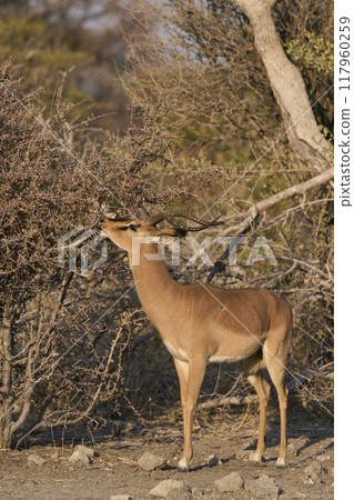 Male Black-faced Impala 117960259