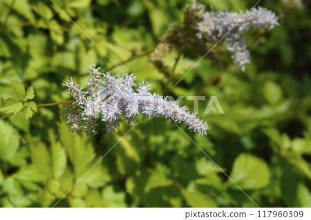 Grand astilbe 117960309