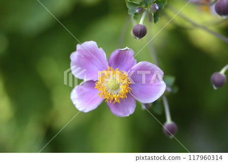 Japanese anemone Prinz Heinrich Japanese anemone Prinz Heinrich 117960314