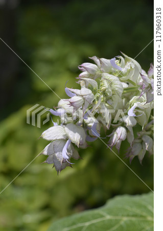 Clary sage Vatican Pink Clary sage Vatican Pink 117960318