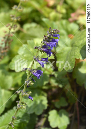Pyrenean dead-nettle Pyrenean dead-nettle 117960319