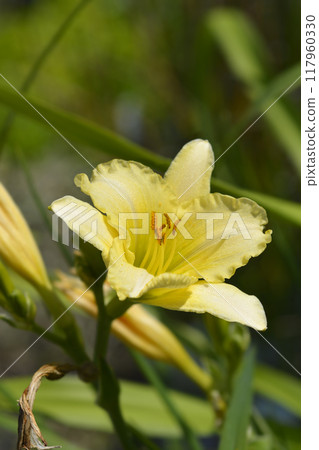 Daylily EveryDaylily Cream Daylily EveryDaylily Cream 117960330
