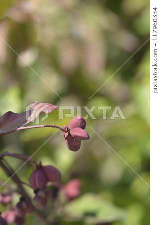 Spindle Red Cascade Spindle Red Cascade 117960334
