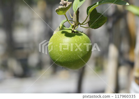 Granny Smith apple Granny Smith apple 117960335