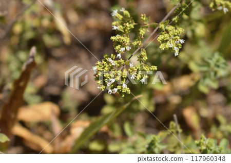 Winter marjoram Winter marjoram 117960348