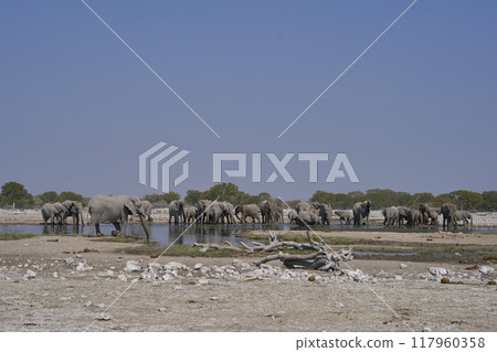 Herd of african elephant at a waterhole Herd of african elephant at a waterhole 117960358