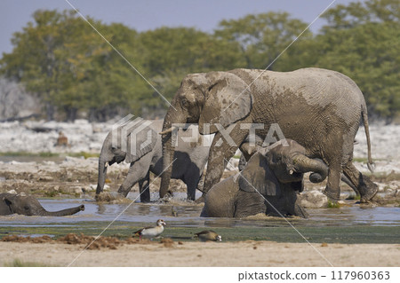 Herd of african elephant at a waterhole Herd of african elephant at a waterhole 117960363