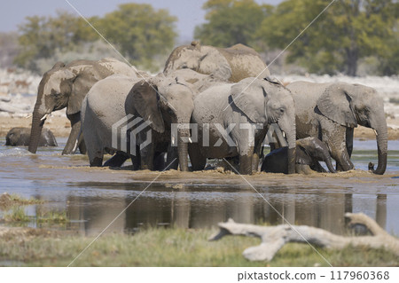 Herd of african elephant at a waterhole Herd of african elephant at a waterhole 117960368