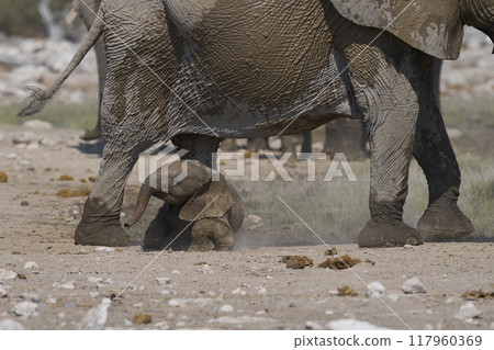 Herd of african elephant at a waterhole 117960369