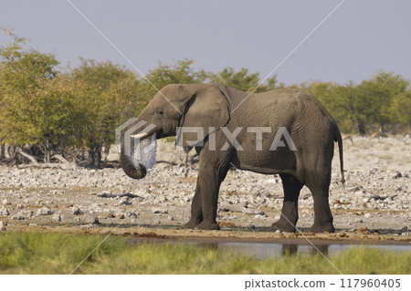 African elephant in Etosha National Park 117960405