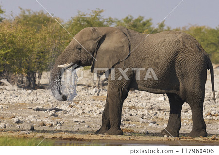 African elephant in Etosha National Park 117960406
