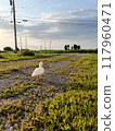 Duck walk 117960471