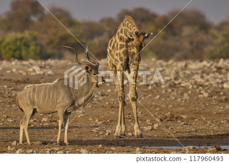 Giraffe and Kudu at a waterhole 117960493