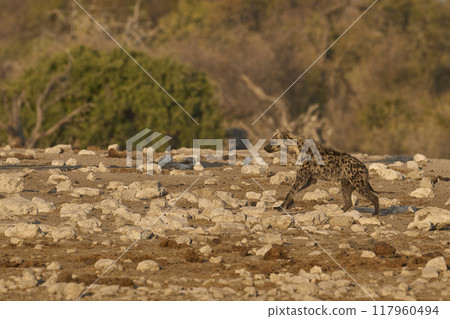 Spotted Hyaena Spotted Hyaena 117960494
