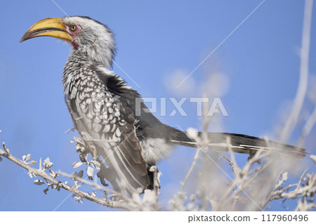 Yellow-billed Hornbill 117960496