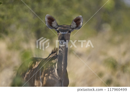 Greater Kudu Greater Kudu 117960499