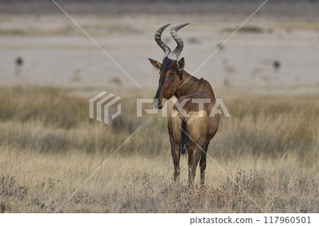 Red Hartebeest  117960501