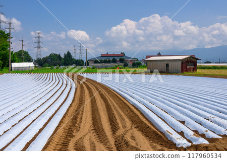 A carefully mulched field [Shiojiri City] 117960534