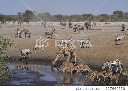Waterhole in Namibia 117960550