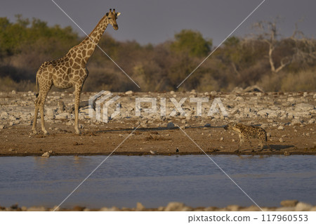 Giraffe and Spotted Hyaena at a waterhole 117960553