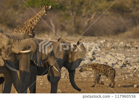 African elephant  and Spotted Hyaena at a waterhole 117960556