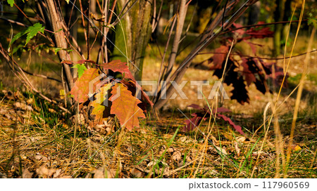 Red autumn oak leaf on a calm peace warm sunny day 117960569