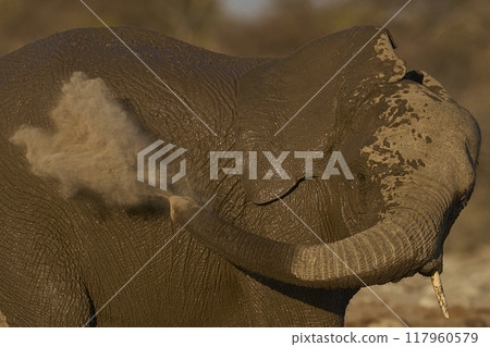 African elephant having a dust bath 117960579