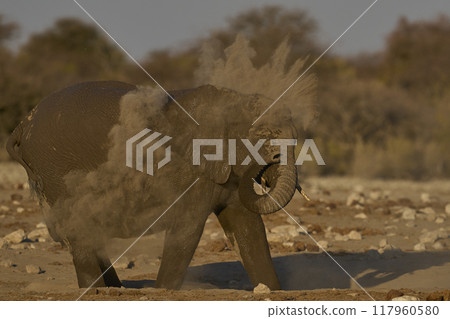 African elephant having a dust bath 117960580