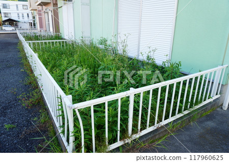 A neglected garden that has become overgrown with weeds A neglected garden that has become overgrown with weeds 117960625