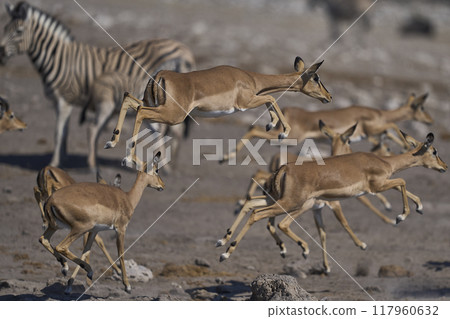 Black-faced Impala leaping 117960632