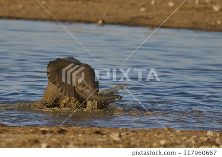 Young African elephant splashing in waterhole 117960667