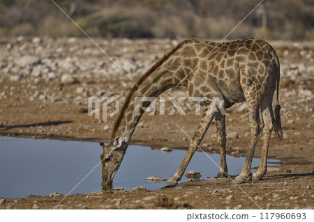 Giraffe drinking at a waterhole 117960693