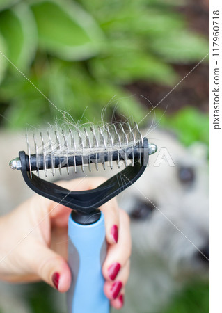 Pet Grooming Tool with Loose Fur Pet Grooming Tool with Loose Fur 117960718