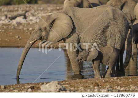 Baby African elephant at a waterhole 117960779