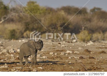 Baby African elephant at a waterhole 117960797