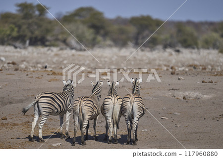 Zebra in Etosha National Park 117960880