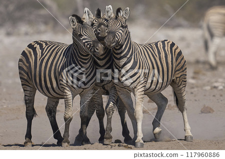 Zebra in Etosha National Park 117960886