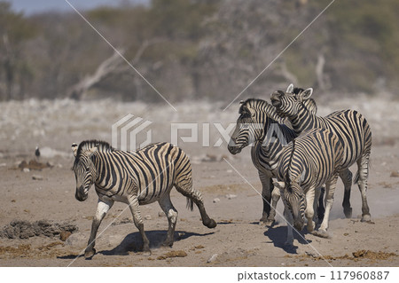 Zebra in Etosha National Park 117960887