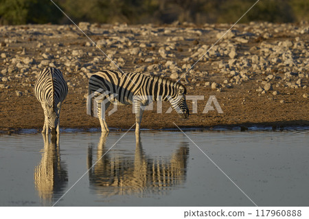 Zebra in Etosha National Park 117960888