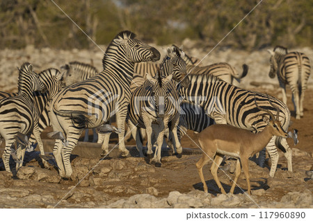 Zebra in Etosha National Park 117960890