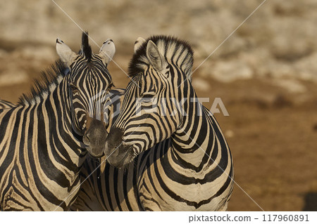 Zebra in Etosha National Park 117960891