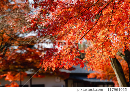 japan beautiful maple leaf travel background maple maple leaf 117961035