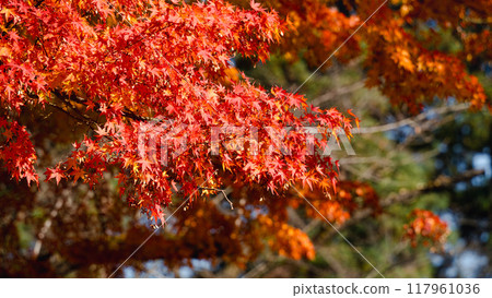 日本 美麗 楓葉 旅遊 背景 楓樹  Maple leaf メープルリーフ 紅葉 モミジ もみじ 117961036
