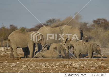 Dust bath Dust bath 117961063