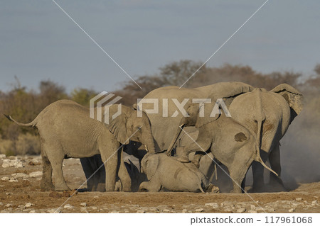 Dust bath Dust bath 117961068