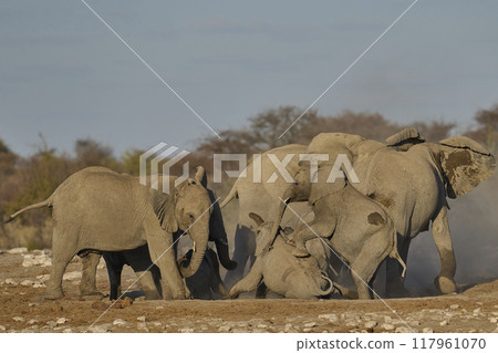Dust bath Dust bath 117961070