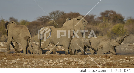 Dust bath Dust bath 117961075
